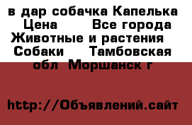 в дар собачка Капелька › Цена ­ 1 - Все города Животные и растения » Собаки   . Тамбовская обл.,Моршанск г.